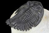 Flying Hollardops Trilobite - Top Quality Specimen #93855-2